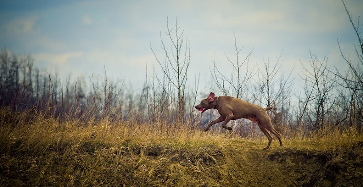 Greyhound running