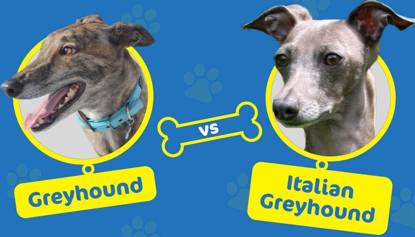 Greyhound vs Italian Greyhound