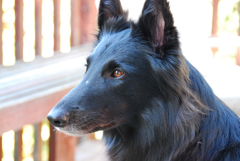 Groenendael