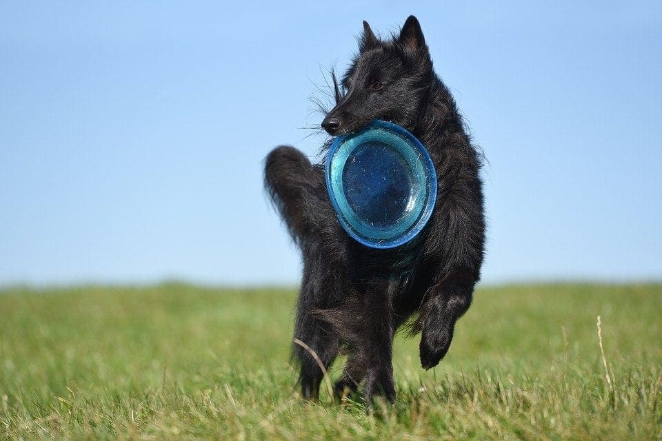 Groenendael playing frisbee