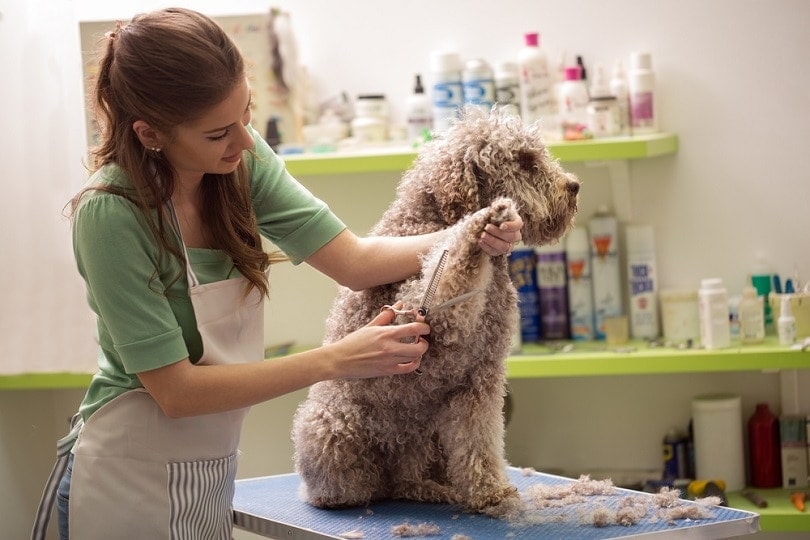 How Long Does It Take to Become a Dog Groomer? What to Know! | Hepper