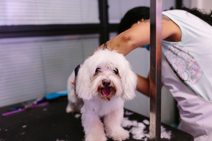 Grooming Maltese Bichon haircut