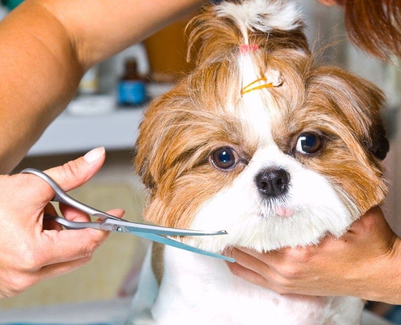 Grooming the Shih Tzu dog