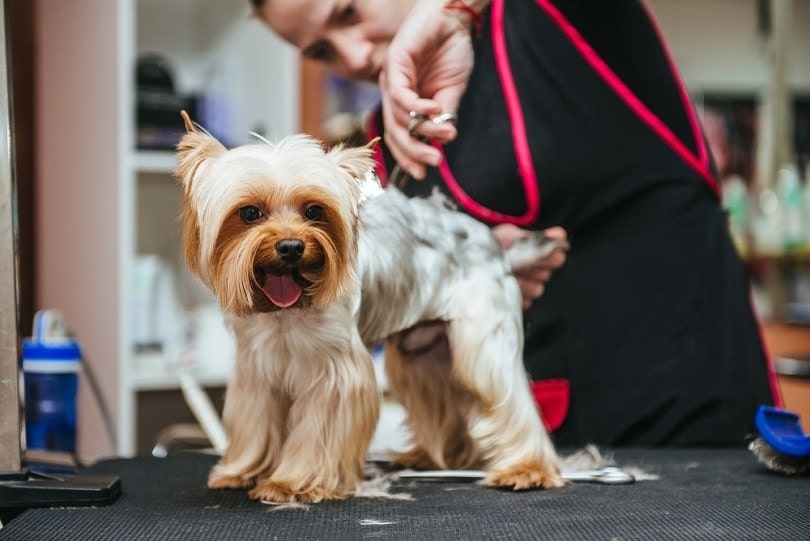 How much do dog haircuts cost?