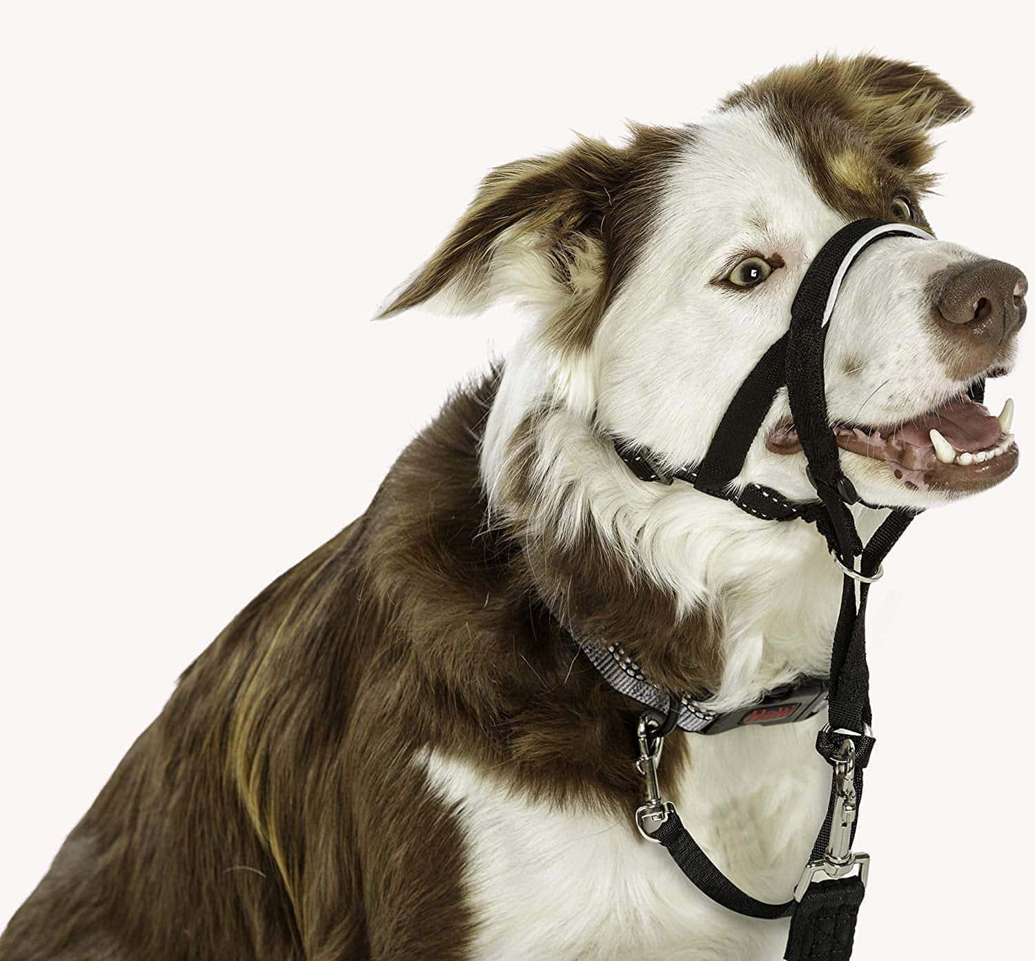 Halti Head Collar