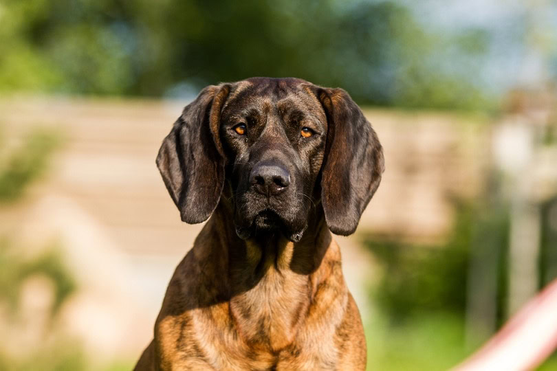 Hanoverian Scenthound Dog Breed Info, Pictures, Facts Hepper