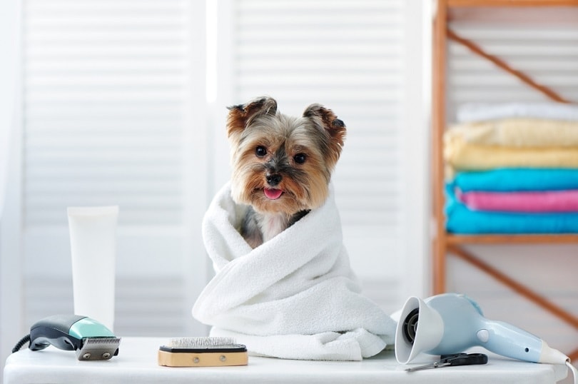 Happy dog in a towel sitting at the groomer table after bath