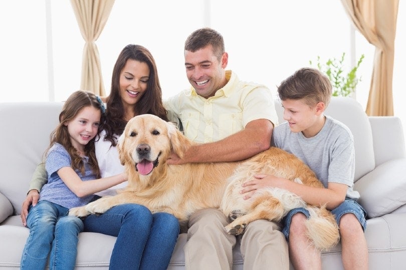 Happy family stroking Golden Retriever