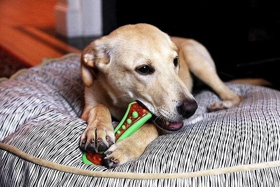 A dog chew toy bone