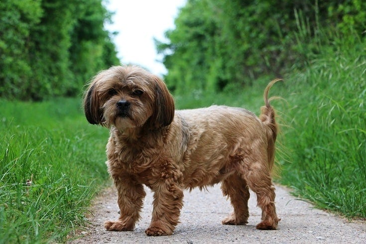 Types of dogs that start sales with h
