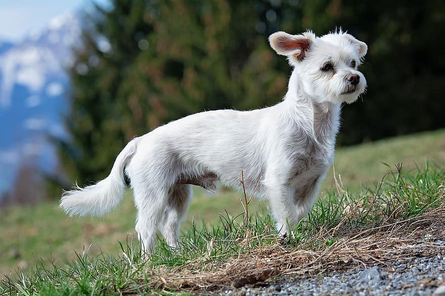 Havamalt dog standing in grass