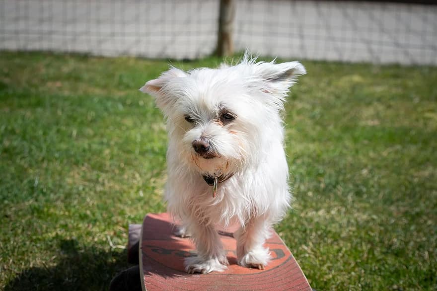 Havamalt mixed white dog