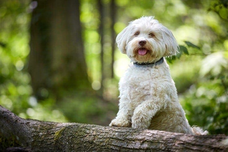 Havanese clearance food allergies
