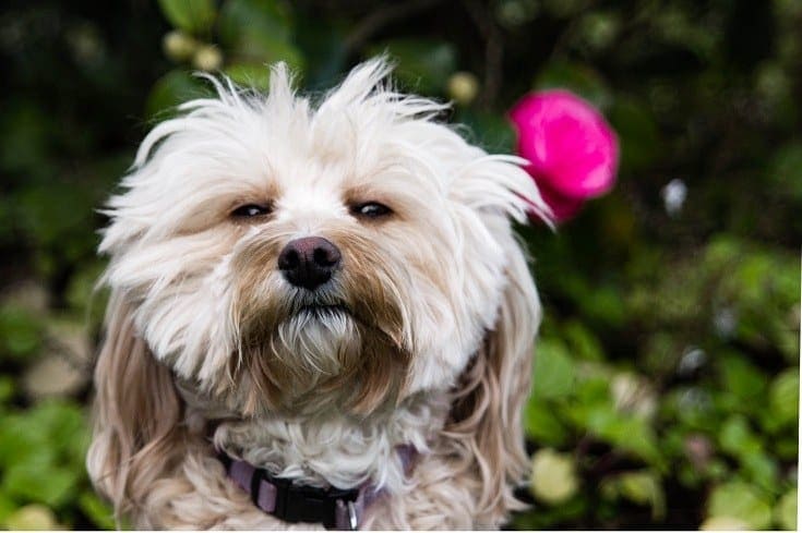 8 Havanese Haircuts & Grooming Styles in 2023 (With Pictures) | Hepper 8 Havanese Haircuts & Grooming Styles in 2023 (With Pictures) | Hepper
