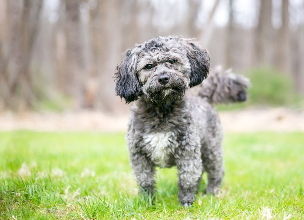 Havashu cute dog breed