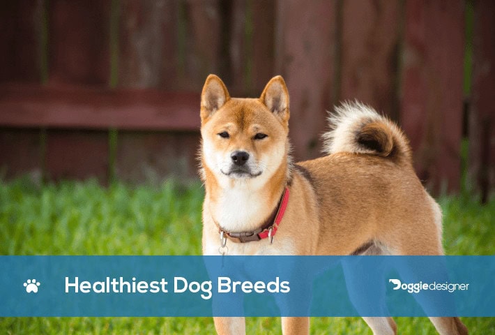 Healthiest Dog Breeds