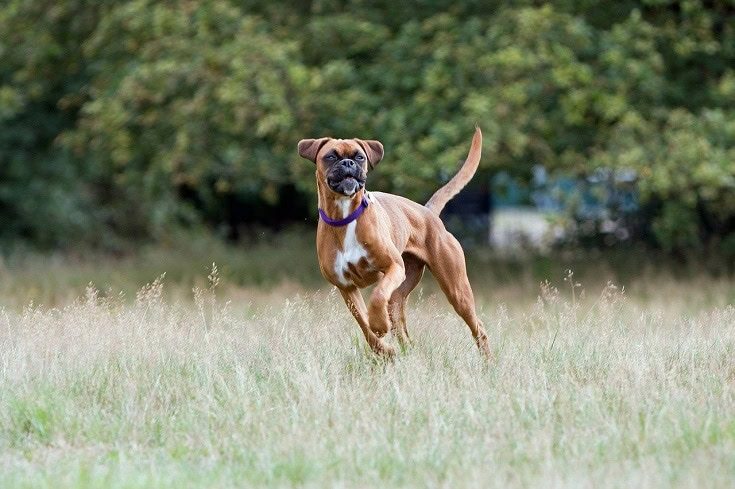 Healthy Boxer