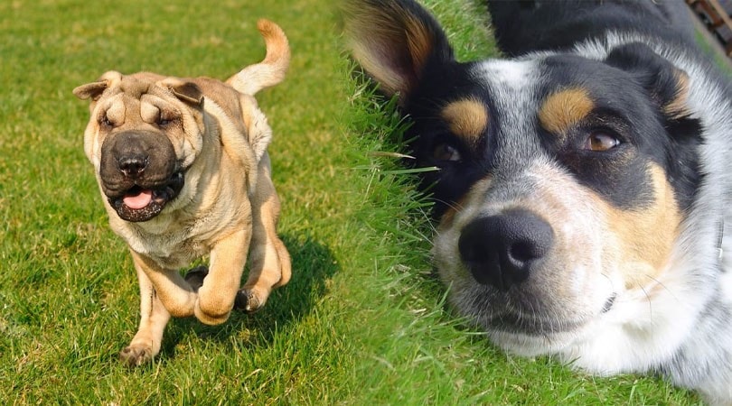 Heeler Pei