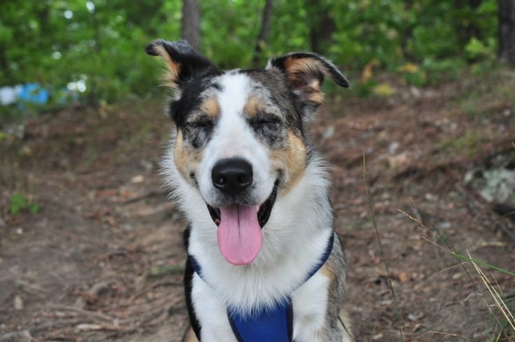 Heeler pei outdoors