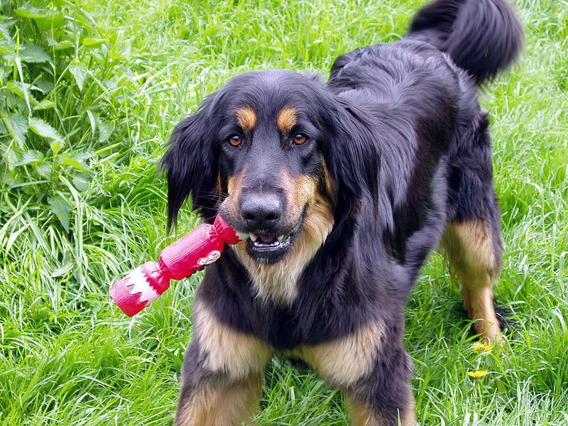Hovawart playing