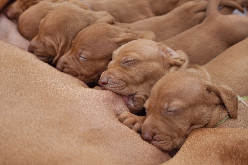 Hungarian hound puppies