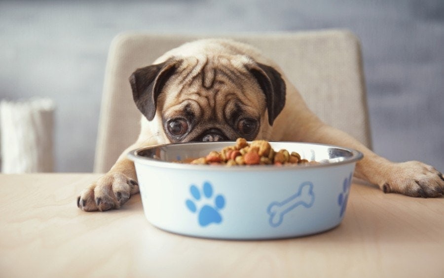 Hungry pug dog with food bowl ready to eat_africa studio_shutterstock