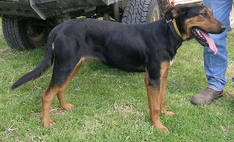 Huntaway side profile