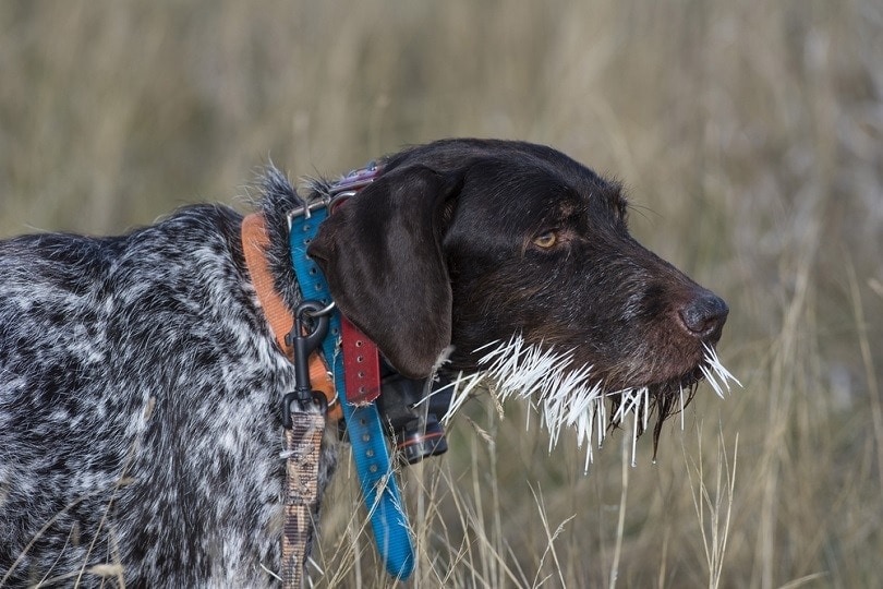 Hunting-Dog-with-Porcupine-Quills_Steve-Oehlenschlager_shutterstock