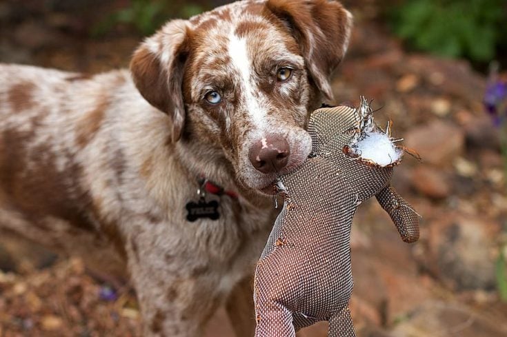 Hunting retriever dog