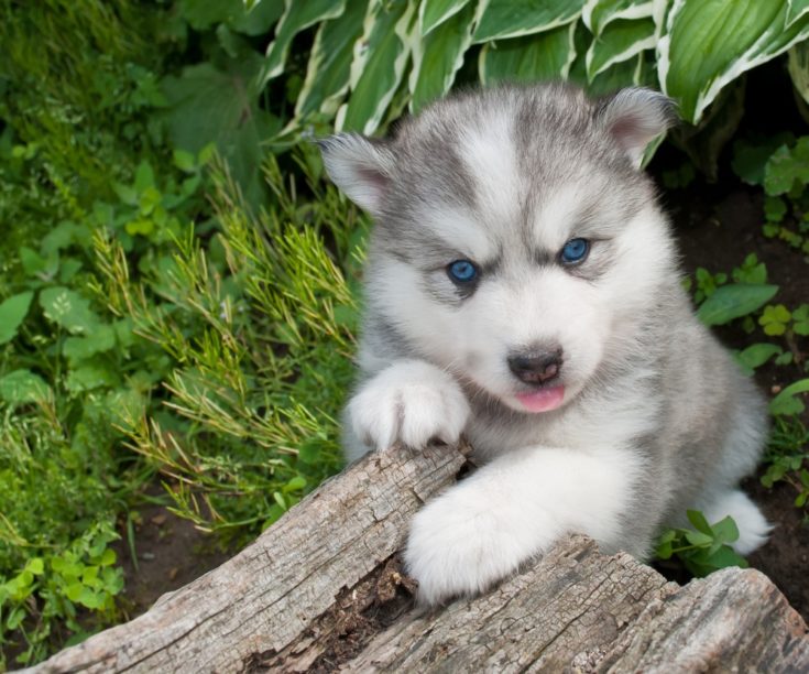 Husky american eskimo sales mix