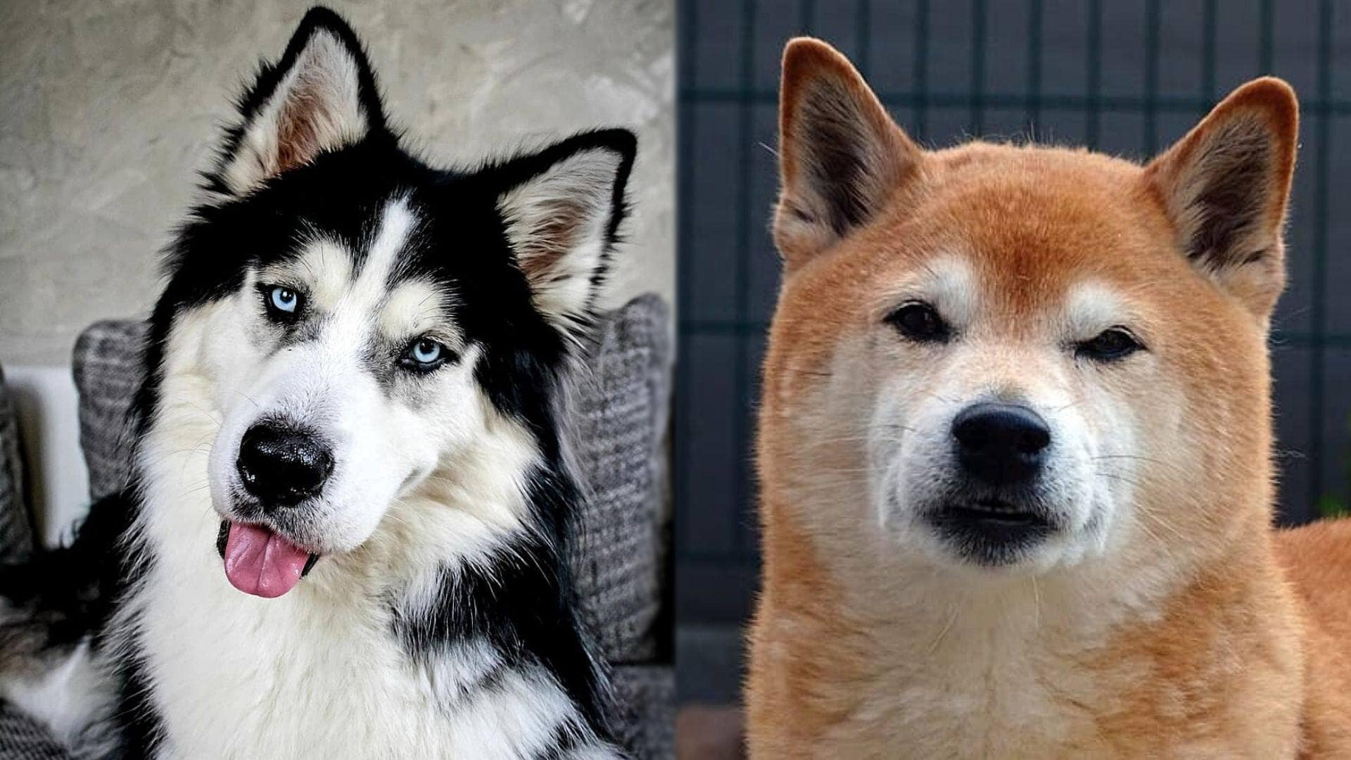 Are Akitas Bigger Than Siberian Husky