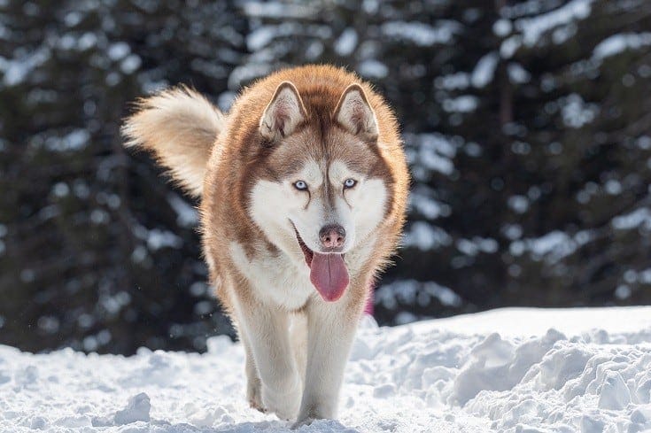 how long until a husky is full grown