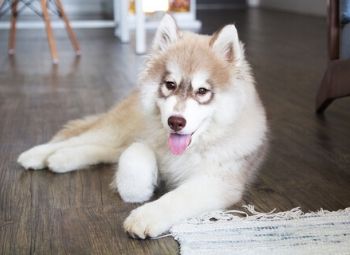 Husky Brush