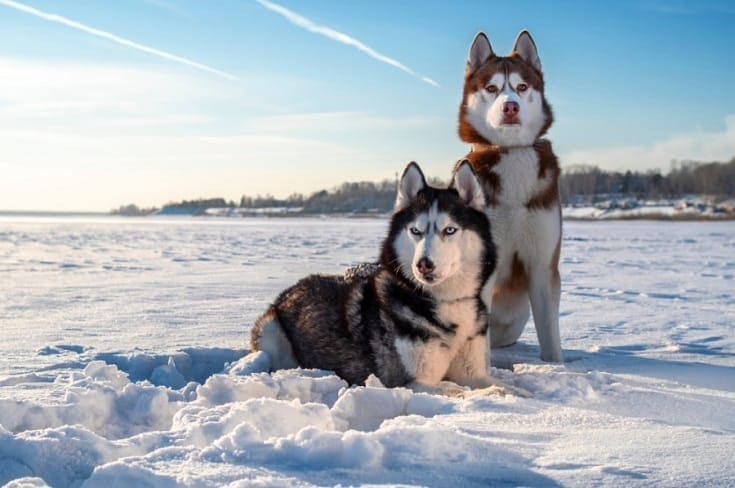 Husky coat colors