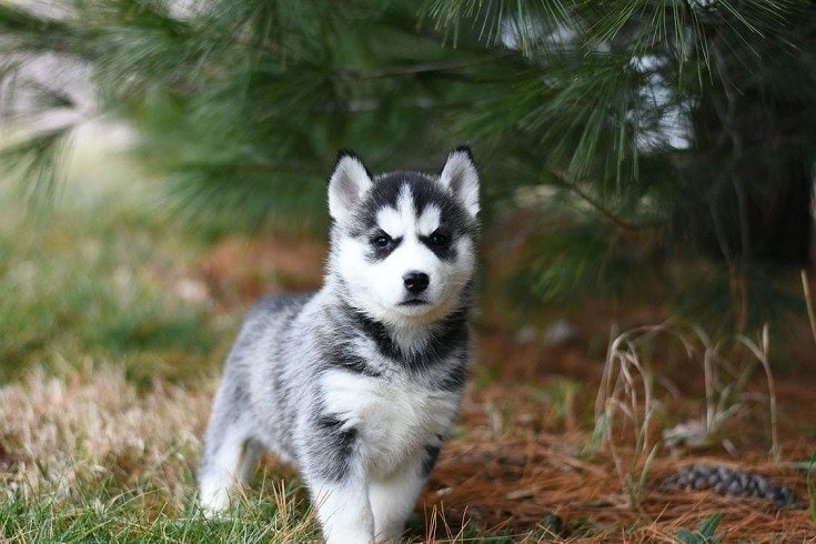 how many times a day should a husky eat