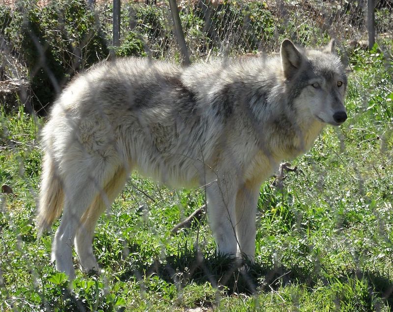 Husky Wolf Mix