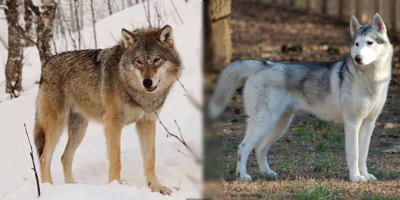 Husky-Wolf-mix-parents_censored