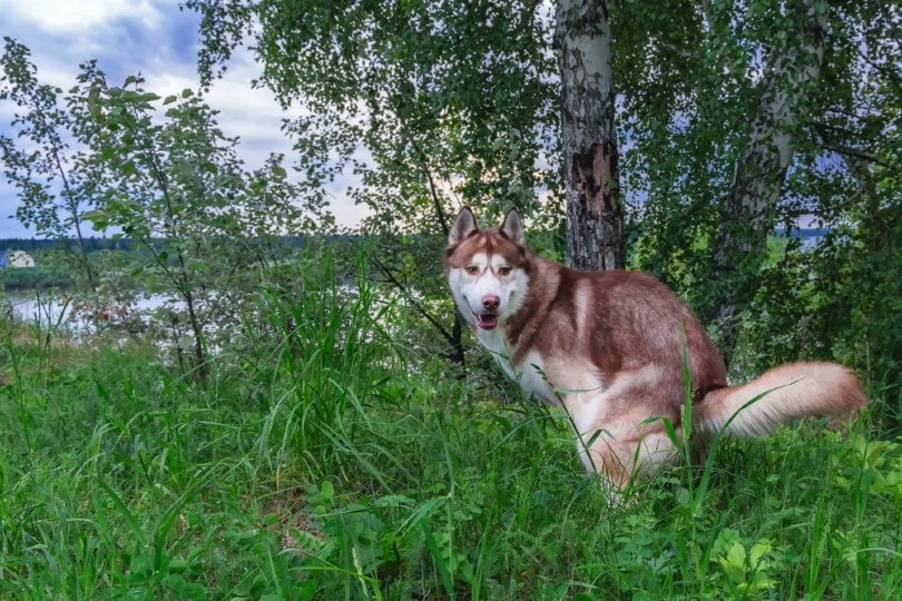 Husky dog poops on walk in park