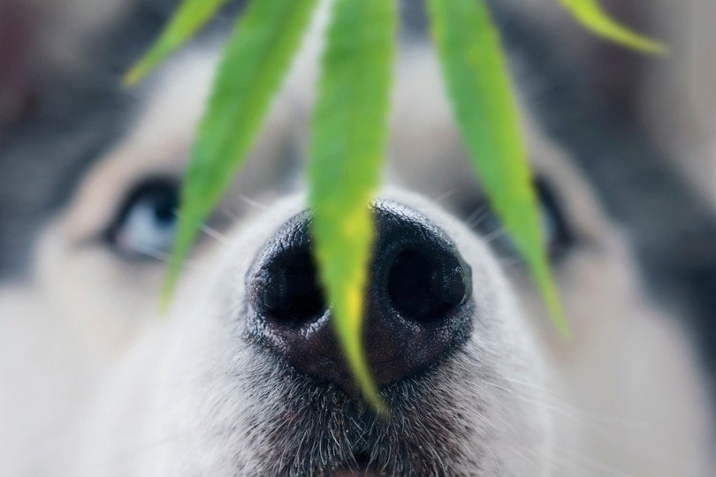 Husky dog sniffing a leaf of marijuana_Anton Watman_shutterstock