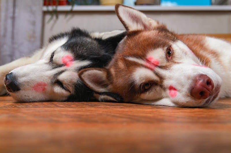 Husky dogs with red lipstick marks kiss on his heads_konstantin zaykov_shutterstock