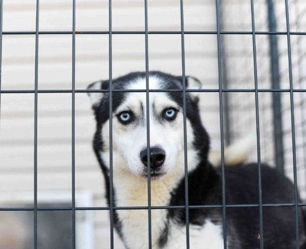 best large dog crate