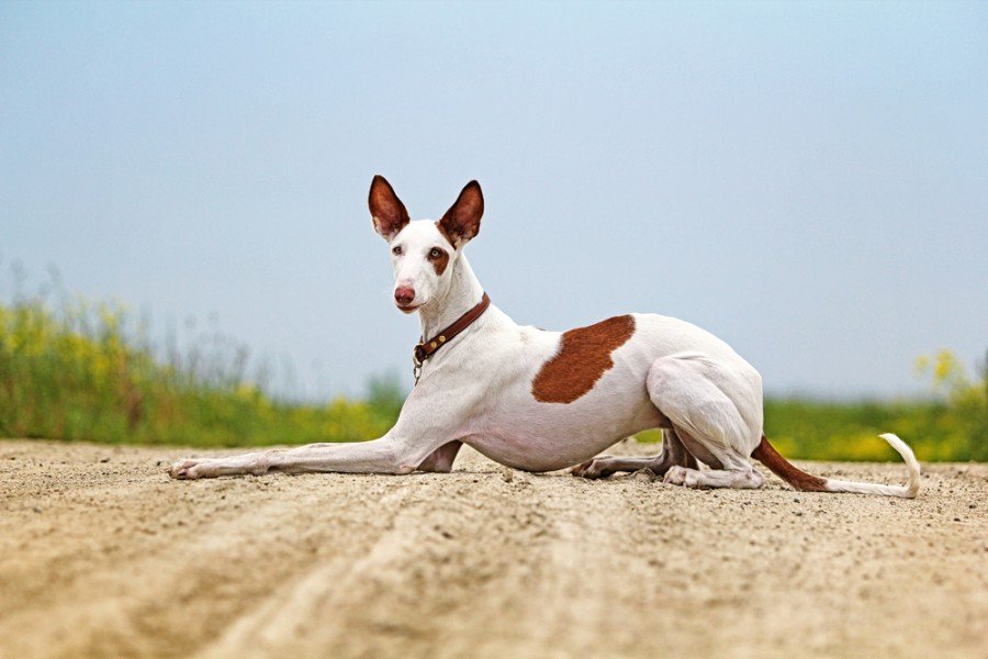 Ibizan Hound dog lie down on a road in field_dragonika_shutterstock