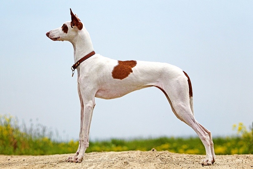 What was the name of the ancient Egyptian dog?