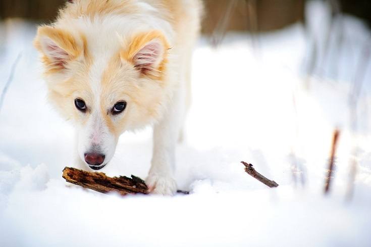 Icelandic Sheepdog