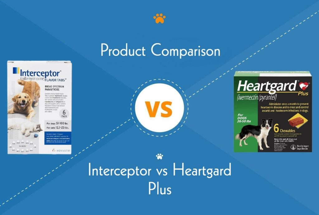 Bravecto Vs Heartgard Plus Comparison – LGYC