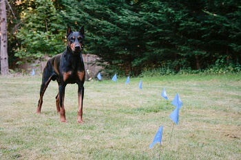 Invisible Dog Fence