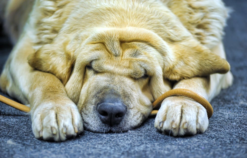 Irish Mastiff asleep