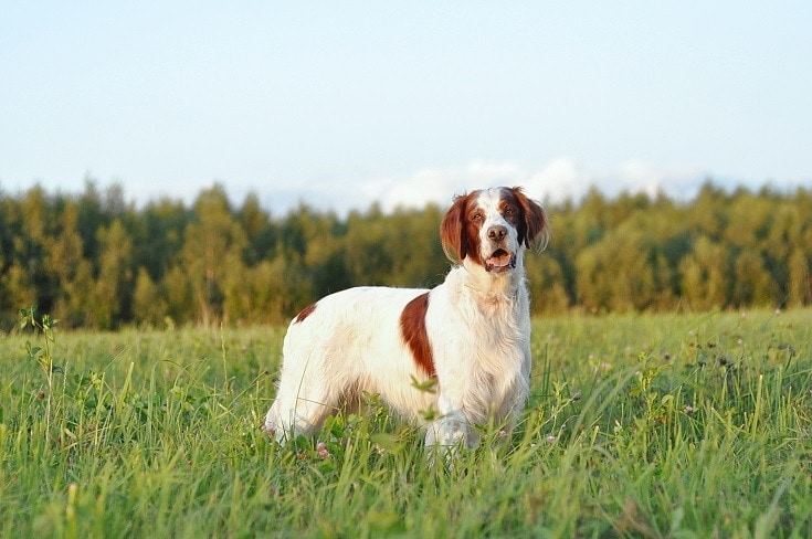 Irish Red and White Setter