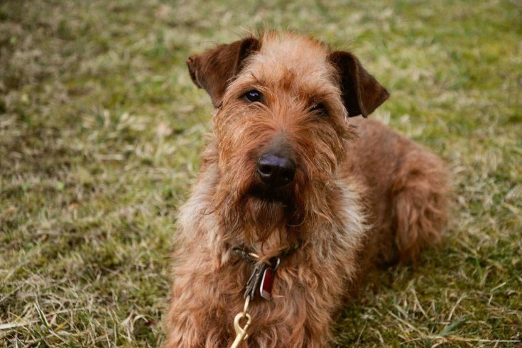 how tall do irish terriers get