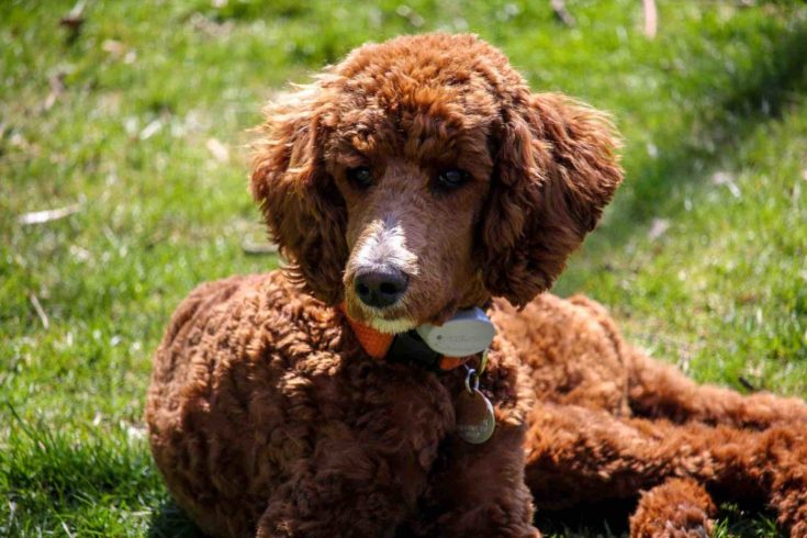 Irish Water Spaniel